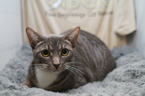 COCOA PUFF - Tabby / Domestic Short Hair available for adoption