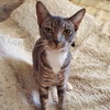 Cocoa Puff - Photo 10