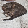Cocoa Puff - Photo 9