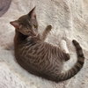 Cocoa Puff - Photo 12