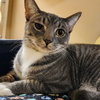 Cocoa Puff - Photo 7