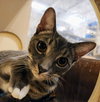 Cocoa Puff - Photo 5