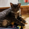 Cocoa Puff - Photo 4