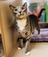 Cocoa Puff - Photo 2