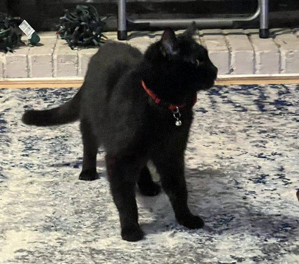 Valentino