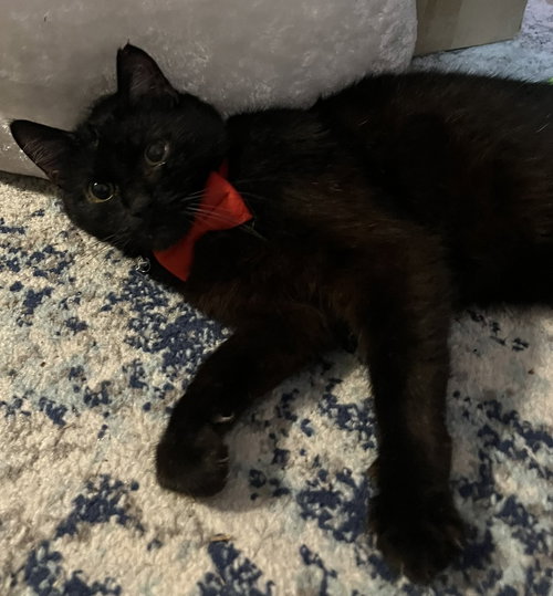 VALENTINO - Domestic Short Hair available for adoption