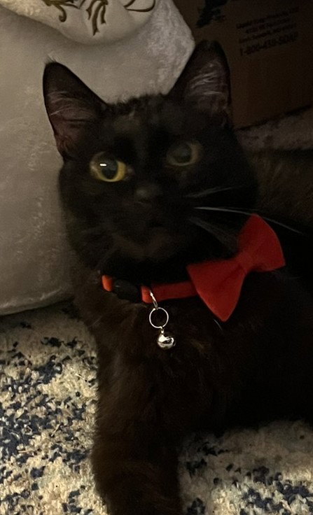 VALENTINO - Domestic Short Hair available for adoption