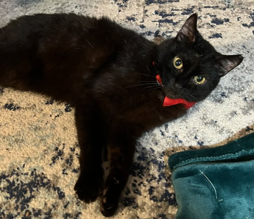 VALENTINO - Domestic Short Hair available for adoption