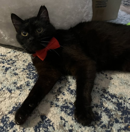 Valentino, an adoptable Domestic Short Hair in Richardson, TX