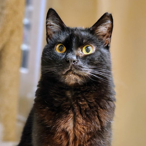 Valentino, Adult Domestic Short Hair / Mixed (short coat), cat for adoption in Hurst, Texas