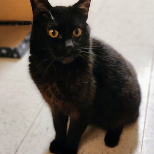 Valentino, Adult Domestic Short Hair / Mixed (short coat), cat for adoption in Mesquite, Texas