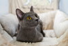 Sable - Photo 3
