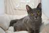 Sable - Photo 2