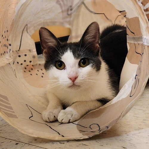 Aspen, an adoptable Tuxedo in Richardson, TX