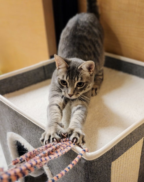 Jerry, an adoptable Tabby in Richardson, TX