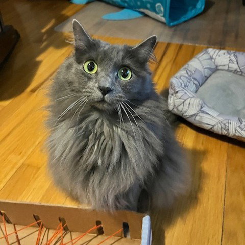 Bonnie