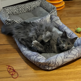 Clyde