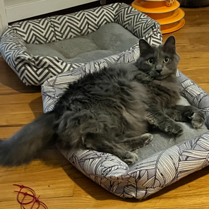 Clyde