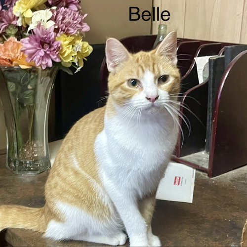 Belle, an adoptable Tabby in Richardson, TX