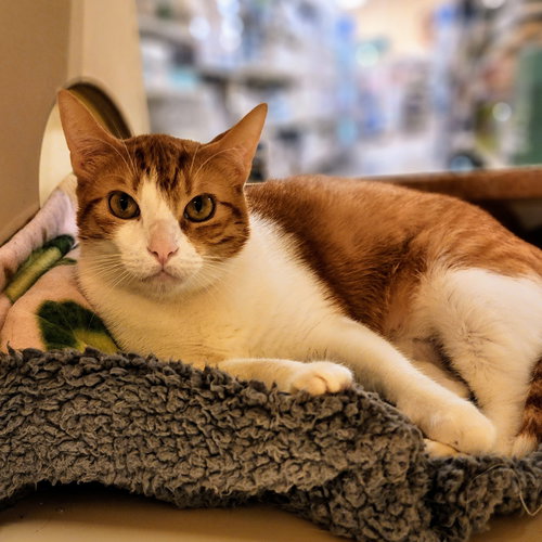 Belle, Adult Tabby / Mixed (short coat), cat for adoption in Hurst, Texas