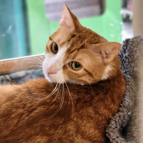 Belle, Adult Tabby / Mixed (short coat), cat for adoption in Richardson, Texas