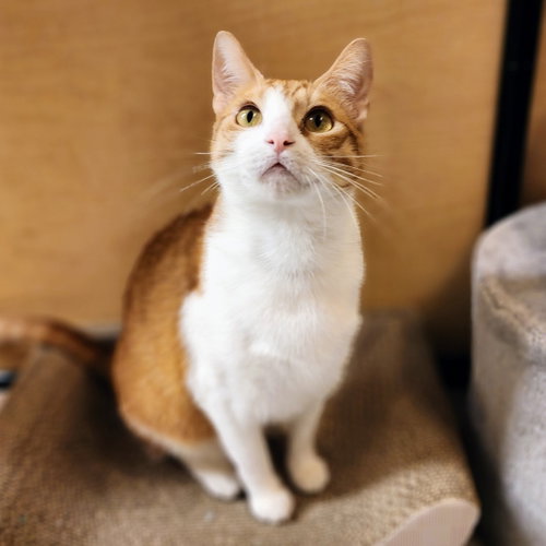 Belle, an adoptable Tabby in Richardson, TX