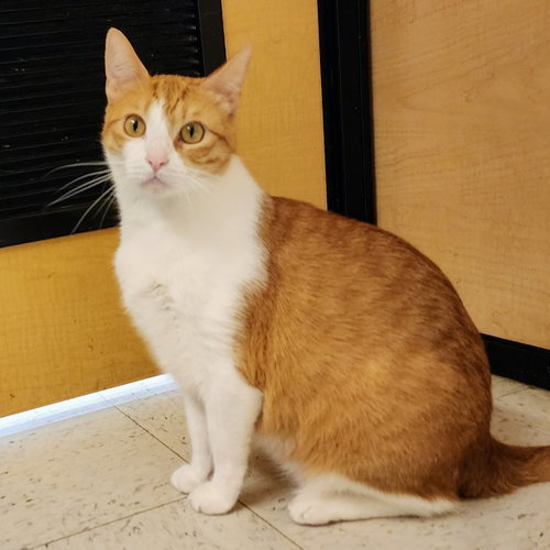 Belle, an adoptable Tabby in Richardson, TX