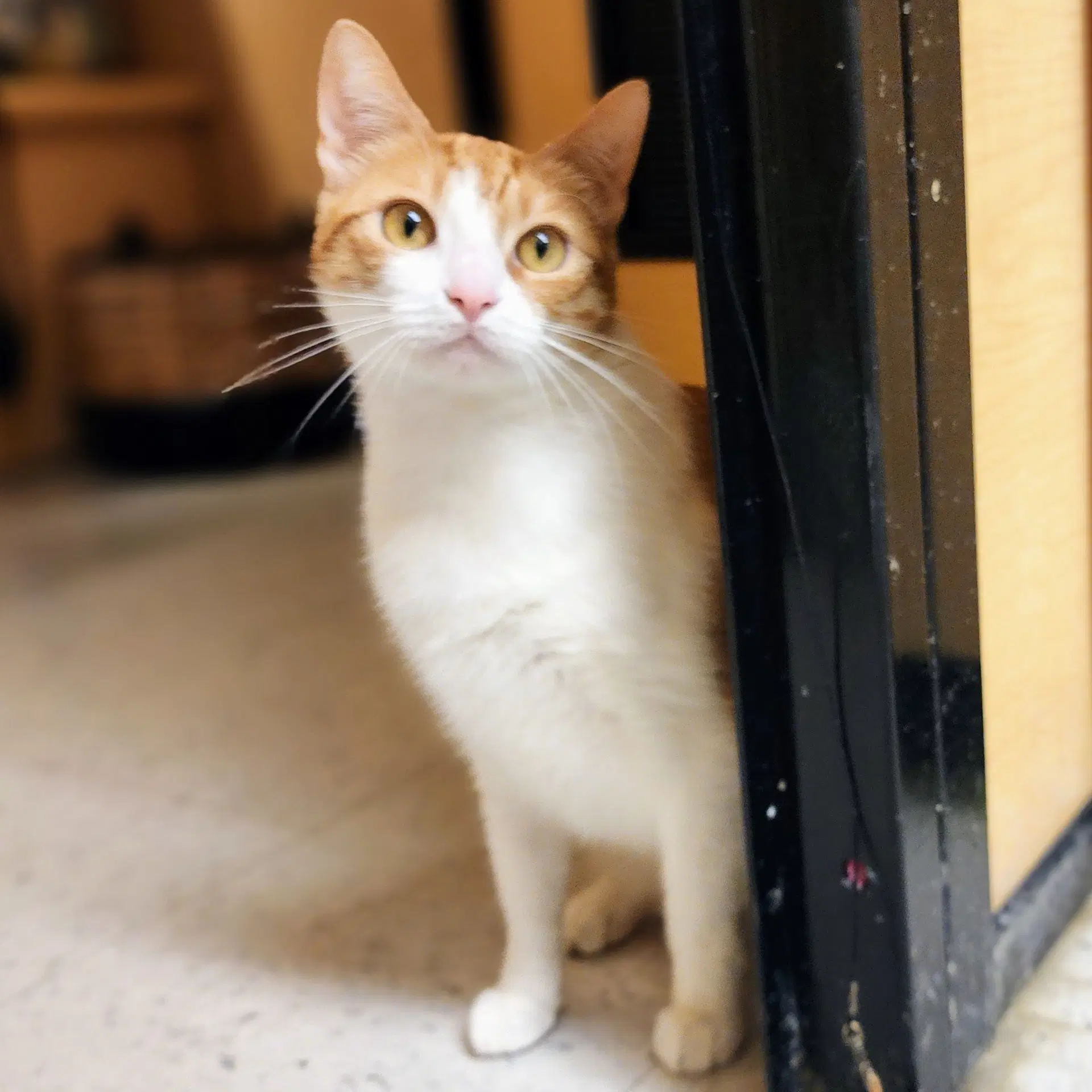 Belle - Tabby