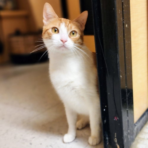Belle, Adult Tabby / Mixed (short coat), cat for adoption in Hurst, Texas