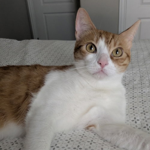 Belle, Adult Tabby / Mixed (short coat), cat for adoption in The Colony, Texas