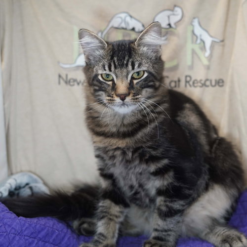 Zangief, an adoptable Maine Coon in Richardson, TX