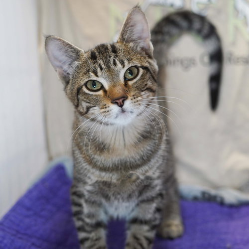 Jubileena Bing-Bing, an adoptable Tabby in Richardson, TX