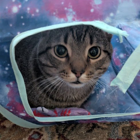 Mikey, an adoptable Tabby in Richardson, TX
