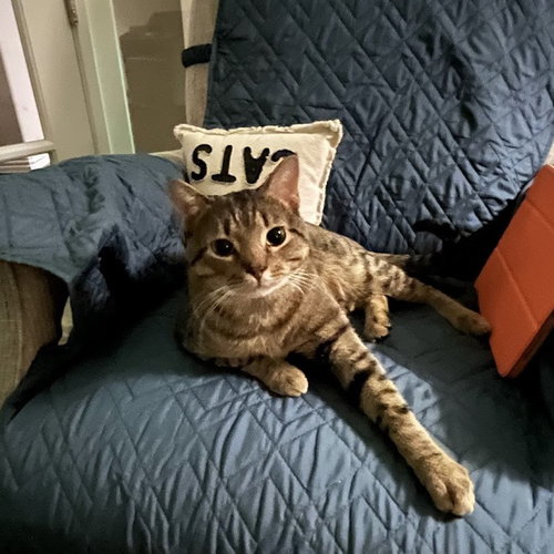 Mikey, an adoptable Tabby in Richardson, TX