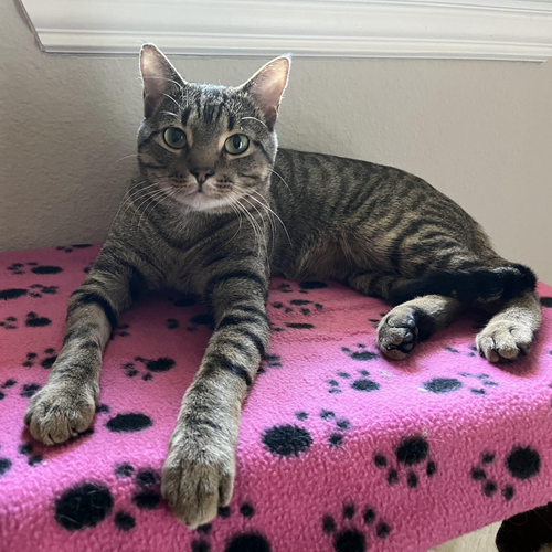 Mikey, Young Tabby / Mixed (short coat), cat for adoption in Hurst, Texas