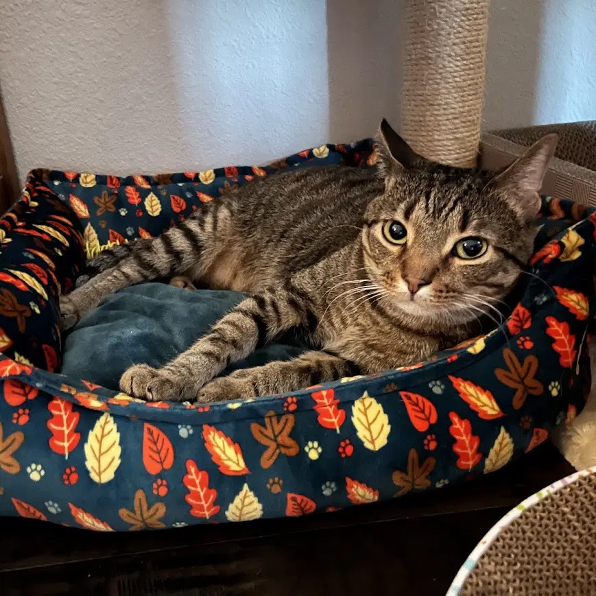 Mikey - Tabby