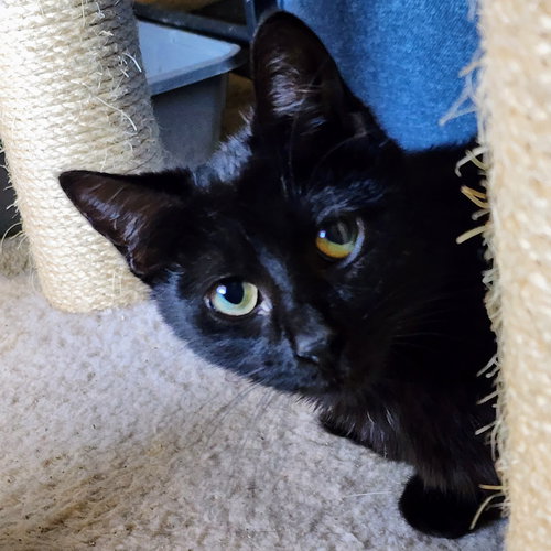 Tripp, an adoptable Domestic Short Hair in Richardson, TX