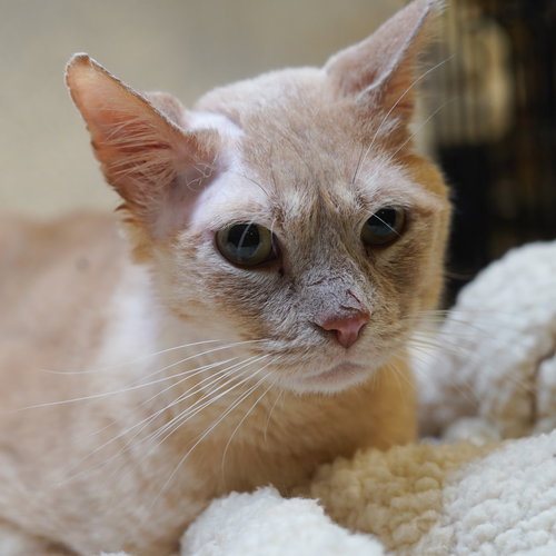 Stitch, Young Tabby / Mixed (short coat), cat for adoption in Hurst, Texas