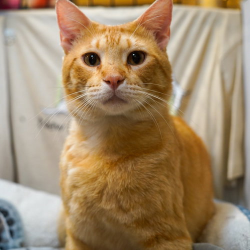 Morgan, Young Tabby / Mixed (short coat), cat for adoption in Hurst, Texas