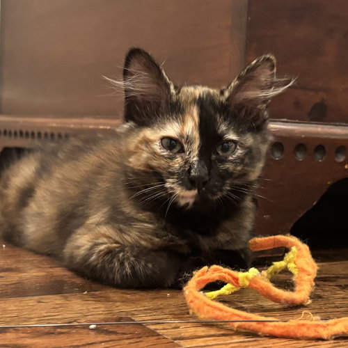 Nora, Baby Tortoiseshell / Mixed (short coat), cat for adoption in Hurst, Texas