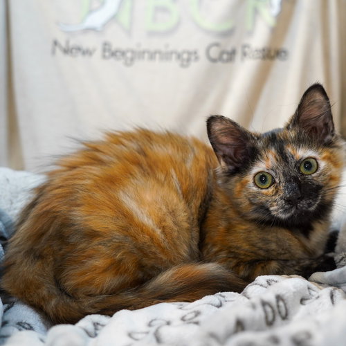 Elvie, Baby Tortoiseshell / Mixed (medium coat), cat for adoption in Hurst, Texas