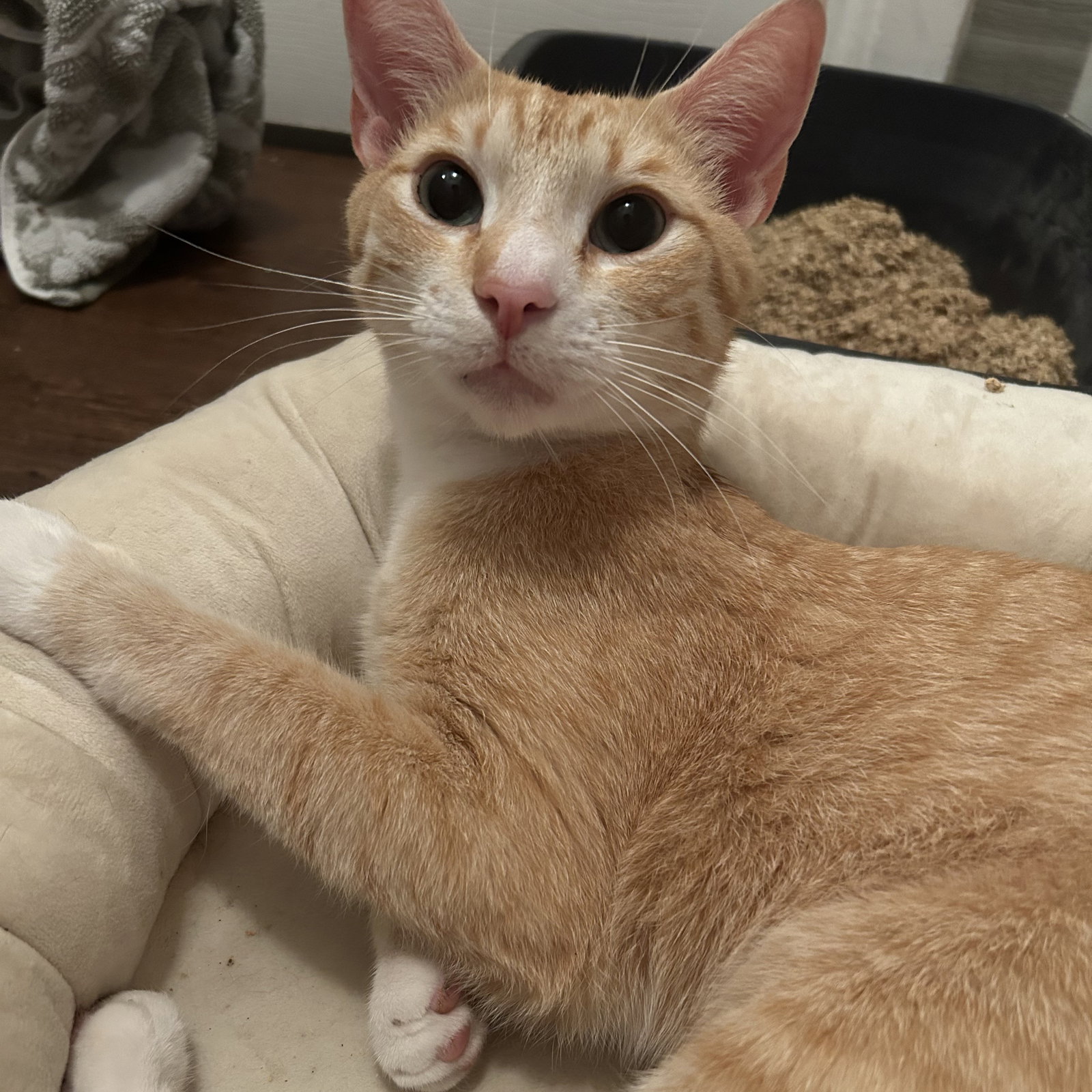 Chester