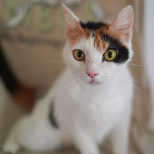 Donatella, an adoptable Calico in Richardson, TX