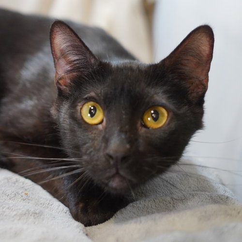 Raf, Adult Domestic Short Hair / Mixed (short coat), cat for adoption in The Colony, Texas