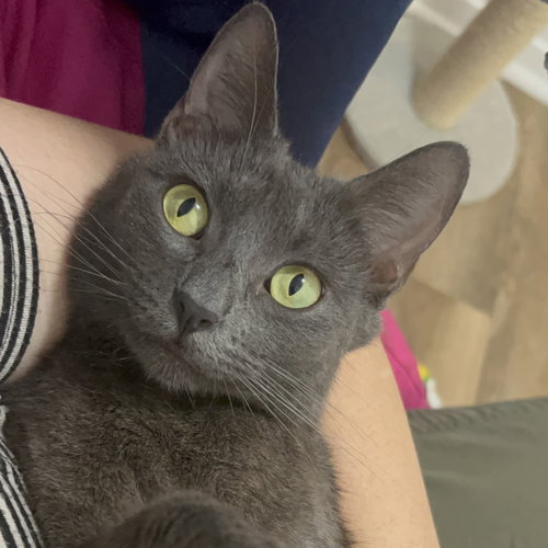 Zinnia, an adoptable Russian Blue in Richardson, TX