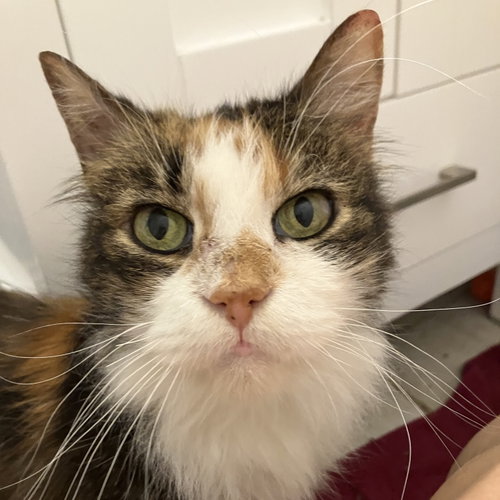 Scarlett, an adoptable Calico in Richardson, TX