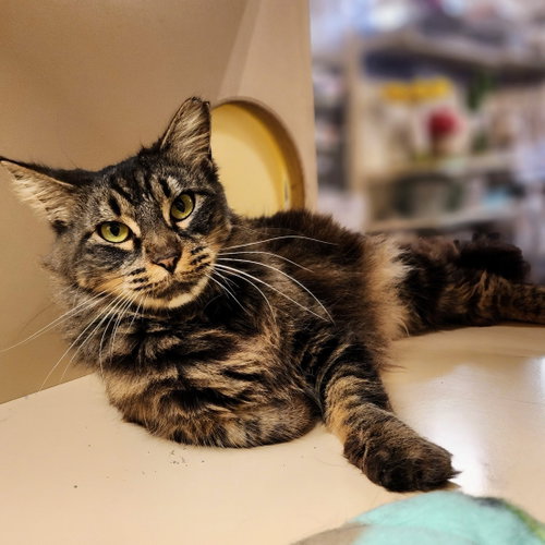Sencha, an adoptable Maine Coon in Richardson, TX