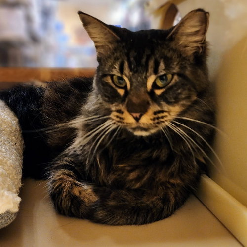 Sencha, an adoptable Maine Coon in Richardson, TX