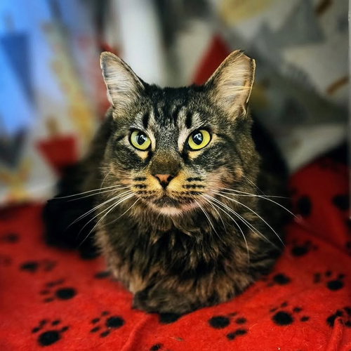 Sencha, Adult Maine Coon / Mixed (long coat), cat for adoption in The Colony, Texas