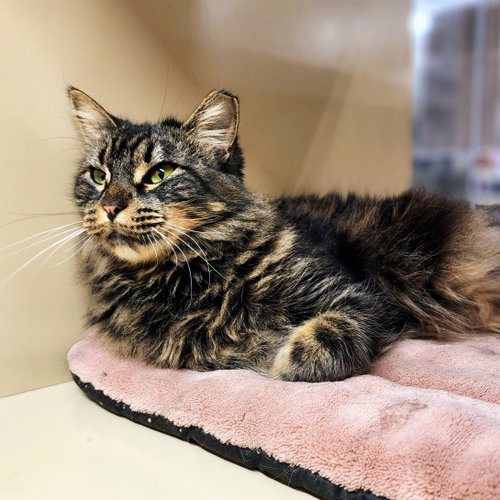 Sencha, an adoptable Maine Coon in Richardson, TX
